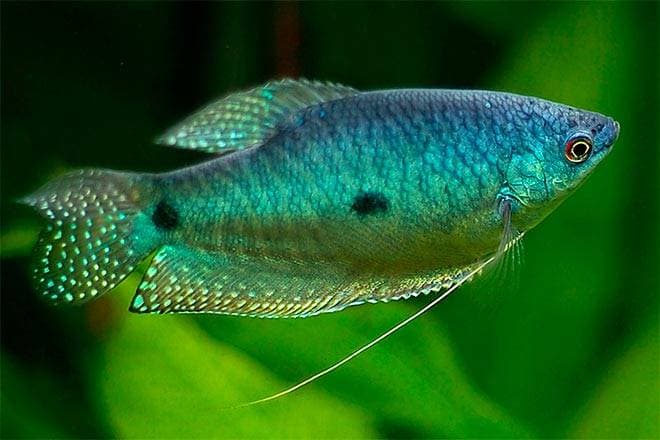 гурами гурами