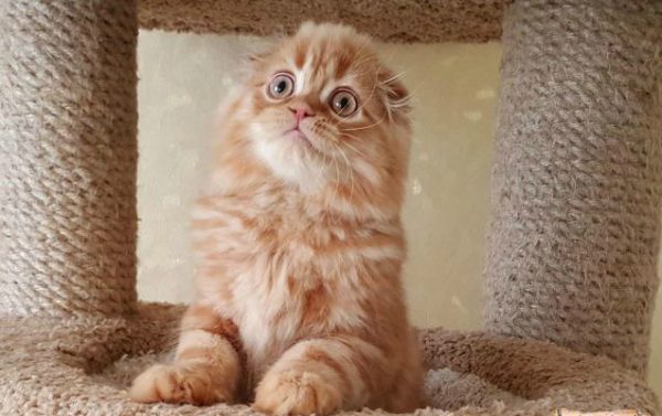 Хайленд-фолд с когтеточкой