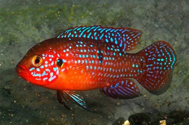 хромис красавец хромис красавец