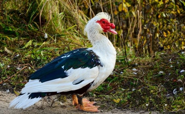 Разведение мускусных уток(щипун) в домашних условиях: характеристика и описание