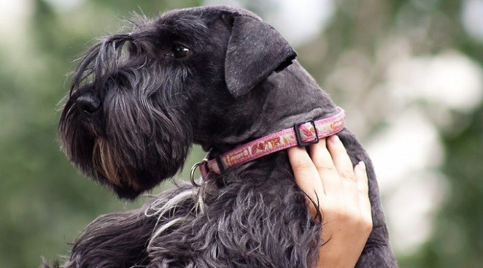 Возникновение породы Происхождение