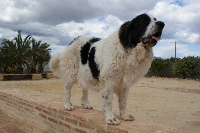 История происхождения Происхождение породы