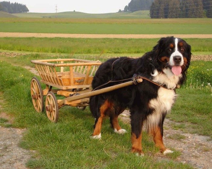 Применение собаке