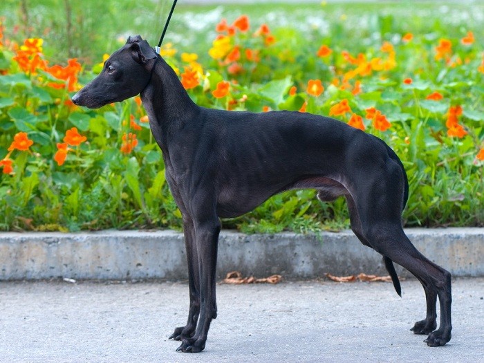 Внешний вид борзой Описание породы на итальянском языке