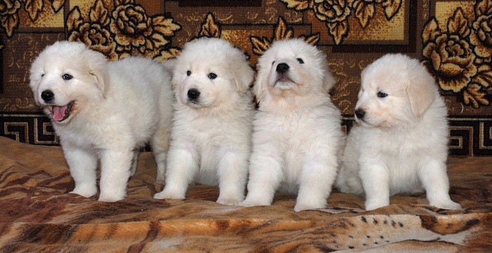 Осмотр перед покупкой Правильный выбор