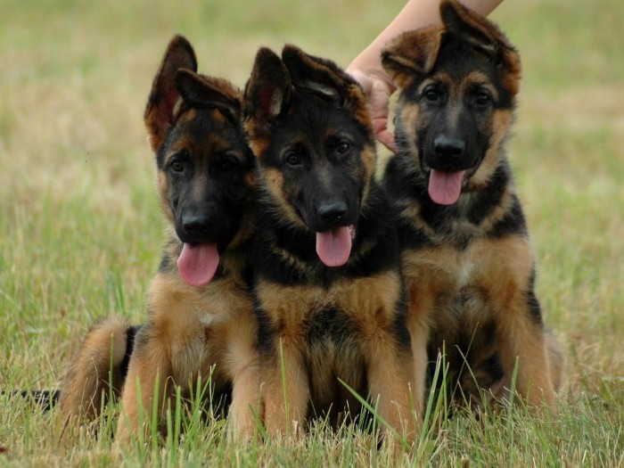 Hvordan velge Forbered et sted for kjæledyret