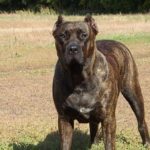 Канарский дог (перро де преса канарио) — описание породы собак, особенности