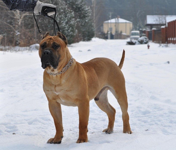 Дрессировка канарского дога Дрессировка собаки