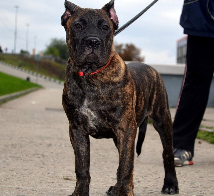 Уход и содержание канарского дога Канарский дог уход и содержание