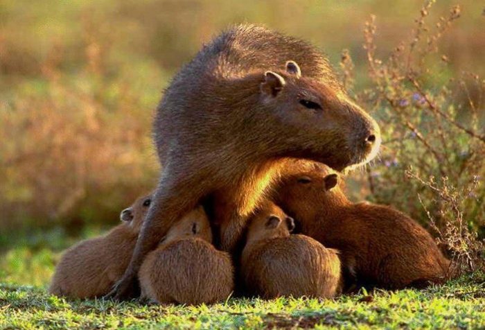 Капибара кормит своих детенышей молоком