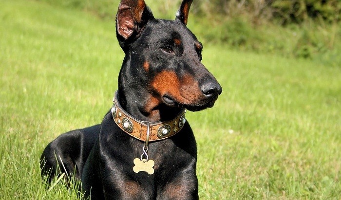 Ernæring for gravide Dobermans Mating av gravide