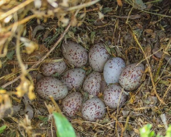 Коростель-птица-описание-особенности-стиль жизни-и-среда обитания-коростель-7