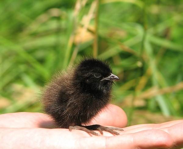 Crake-bird-Description-features-life-and-habitat-crake-9