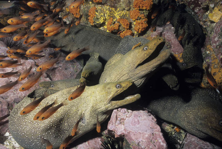 Рыба Мурена: как выглядит и чем питается, опасна ли для человека, размеры и где обитает