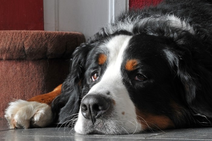 Плохо переносит жару