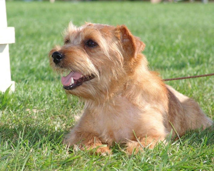 Норфолкский терьер Выведенные для охоты