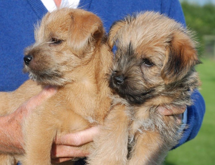 Цена щенка норфолка Питомники