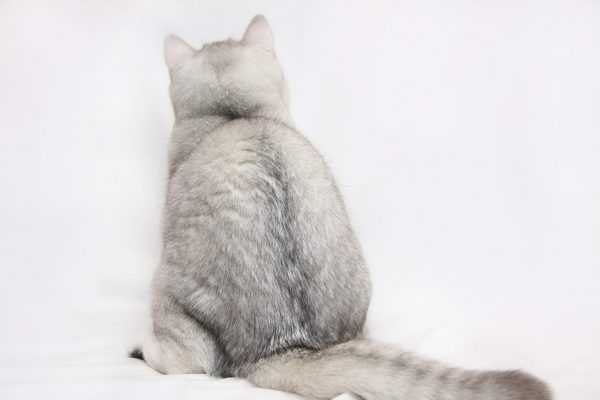 Обиженная шиншилла