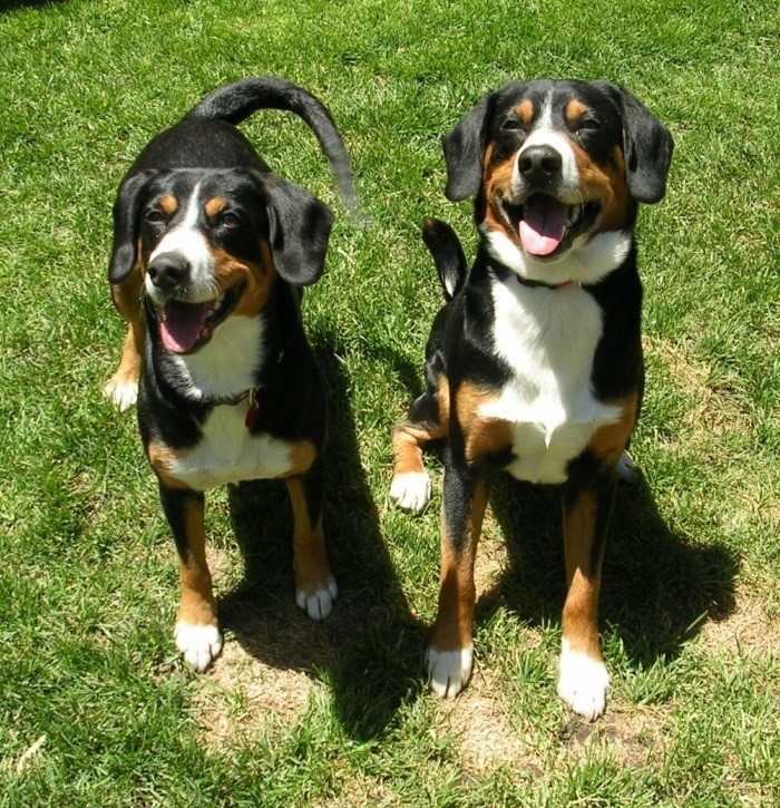 История энтлебухера