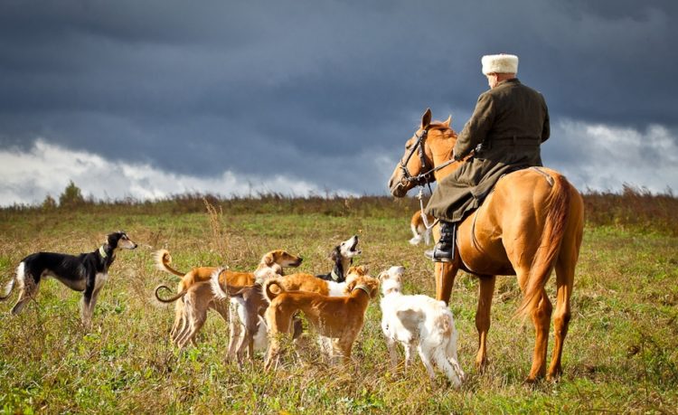 Русская псовая борзая — описание, характер и все о породе РПБ