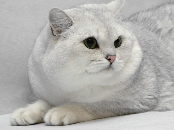 Британская шиншилла