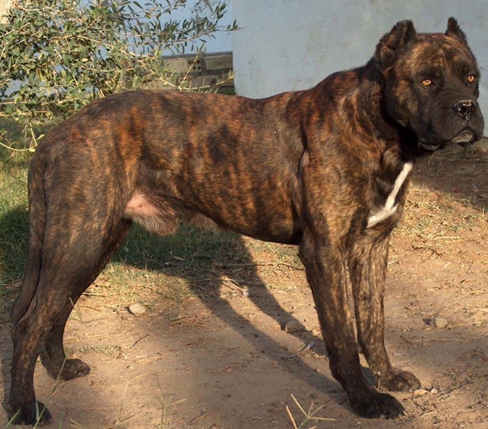 Окрасы собаки Рост и вес