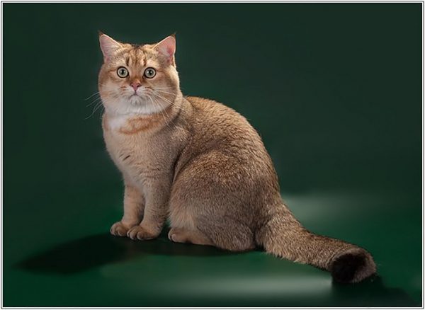 Шиншилла кошка