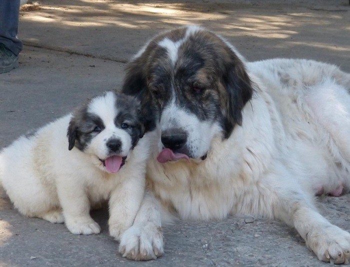 Описание мастифа Как выглядит собака