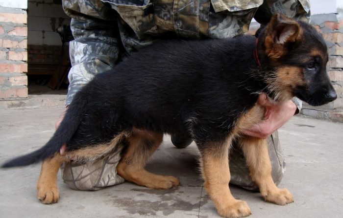 Av utseende Å velge en valp