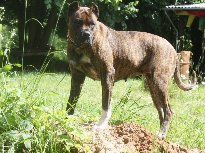 Дрессировка Характер