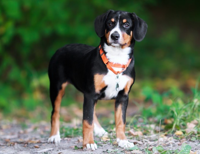 Плюсы и минусы породы Должна быть в хорошей форме