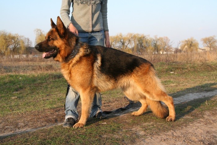 Kryssfunksjoner Schæfer-parring