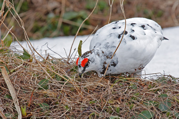 Какая куропатка в Красной книге?