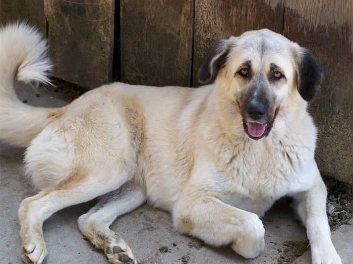 Правильное содержание Как ухаживать