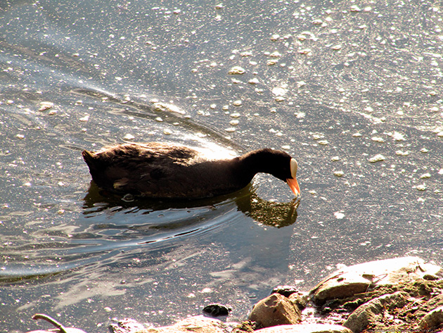 Основной рацион курицы – растительная пища