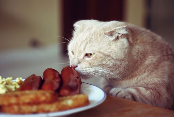 Шиншилла нюхает еду