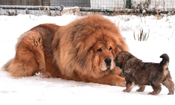 Описание Стандарт породы
