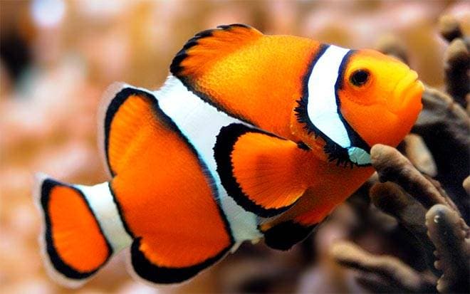 рыба клоун рыба клоун