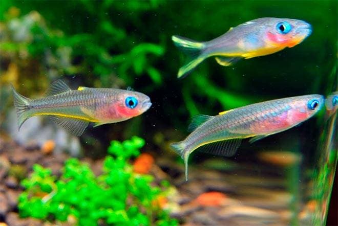 рыбка синеглазка рыбка синеглазка