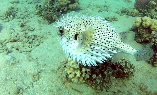 Рыб-черного-моря