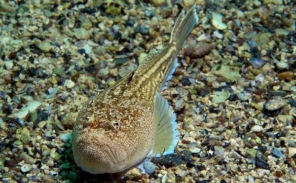 Рыб-черного-моря