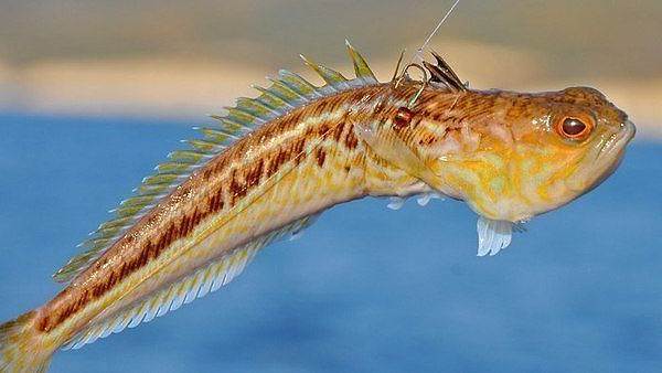 Рыбы-Черного моря-Названия-описания-и-особенности-рыб-в-Черноморье-22