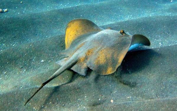 Рыбы-Черноморья-Названия-описания-и-особенности-рыб-Черноморья-23