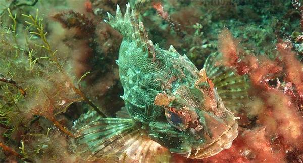 Рыбы-Черного моря-Названия-описания-и-особенности-рыб-Черноморья-24