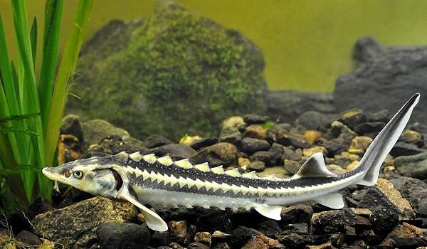 Рыбы-черного-моря-Названия-описания-и-особенности-рыб-черного-моря-26