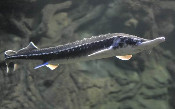 Рыбы-черного-моря-Названия-описания-и-особенности-рыб-черного-моря-27