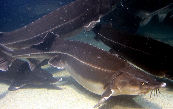 Рыбы-черного-моря-Названия-описания-и-особенности-рыб-черного-моря-29