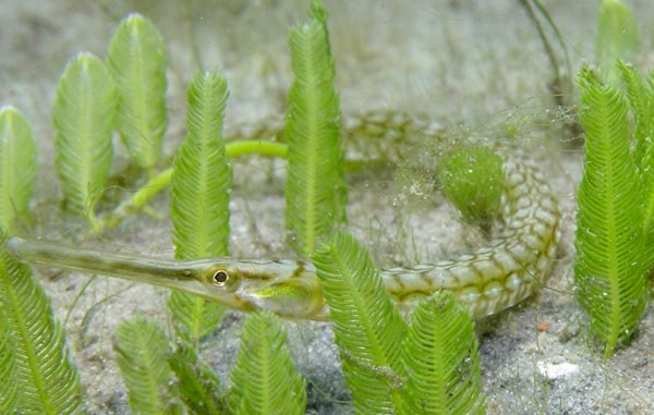 Рыбы-черного-моря-Названия-описания-и-особенности-рыб-черного-моря-30