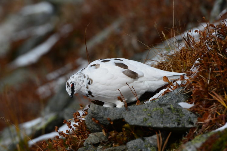 Какая куропатка в Красной книге?