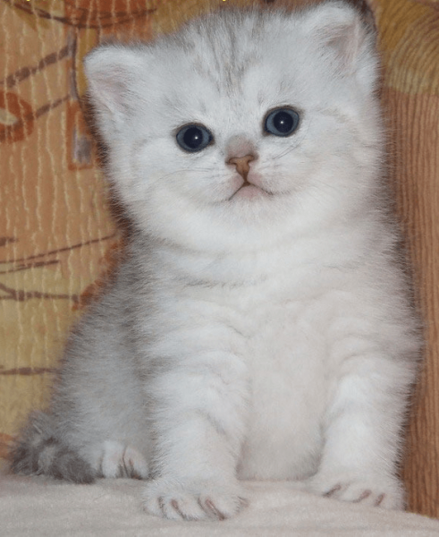 Серебряный котенок Шиншилла